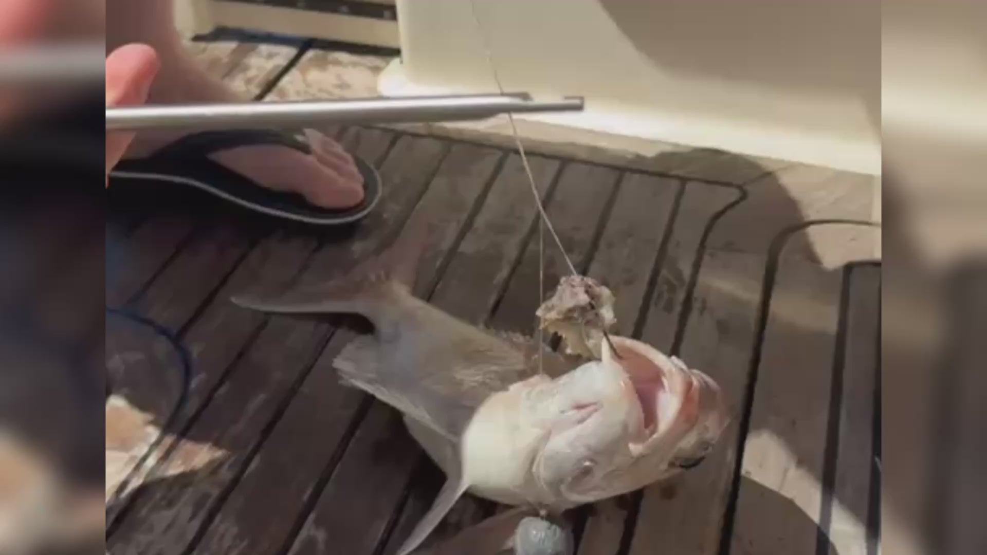 Cooper DehookerPro demonstration